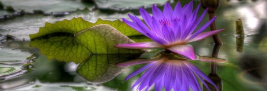 cropped-purple-lotus.jpg