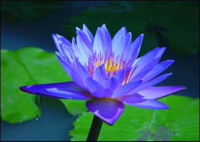 Blue_lotus_flower