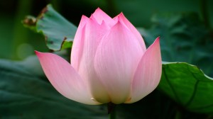 lotus (1)