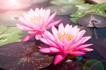 pink-lotus-beautiful-waterlily-with-sunlight-and-flare_1428-303