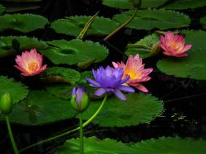 lily-water-leaves-blue-wallpaper