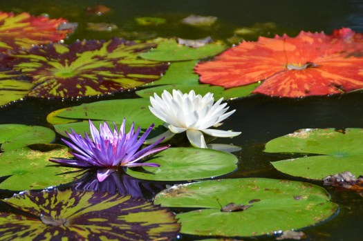 9783872963_b977ec8e8c_b