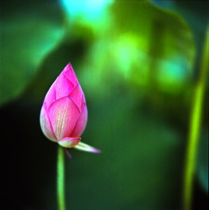 LOTUS BUD